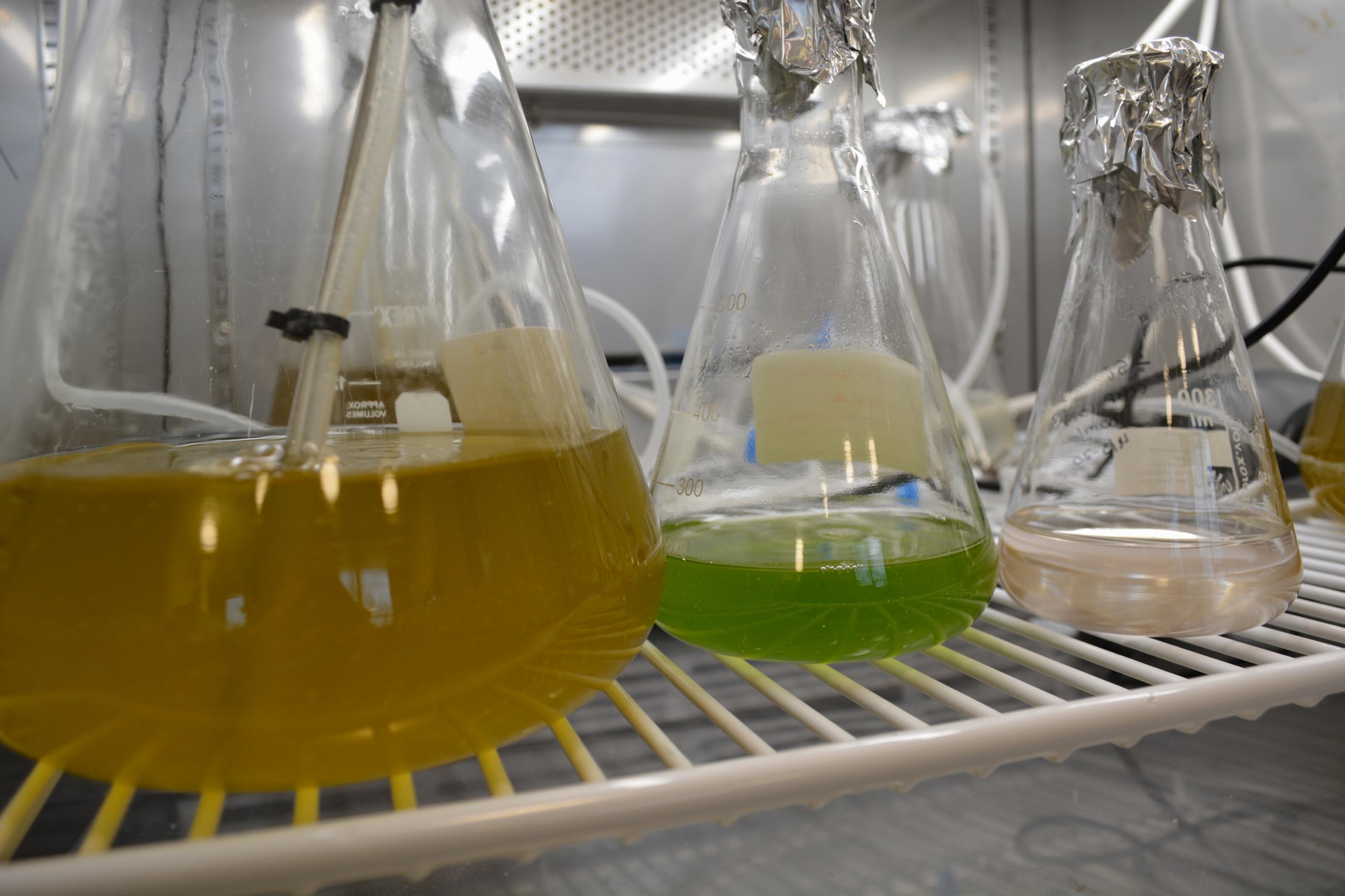 Algae growing in flasks. credit Nathalie Henriksen DTU