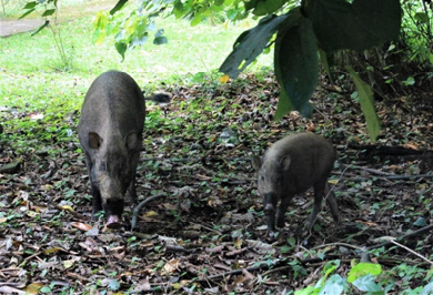 Baardzwijn met jong (Foto; Pip van Aalst)