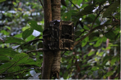 Cameraval stevig vastgemaakt aan een boom (Foto; Pip van Aalst)