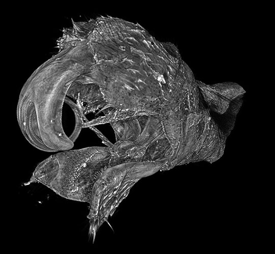 Coiled genitals of a mosquito