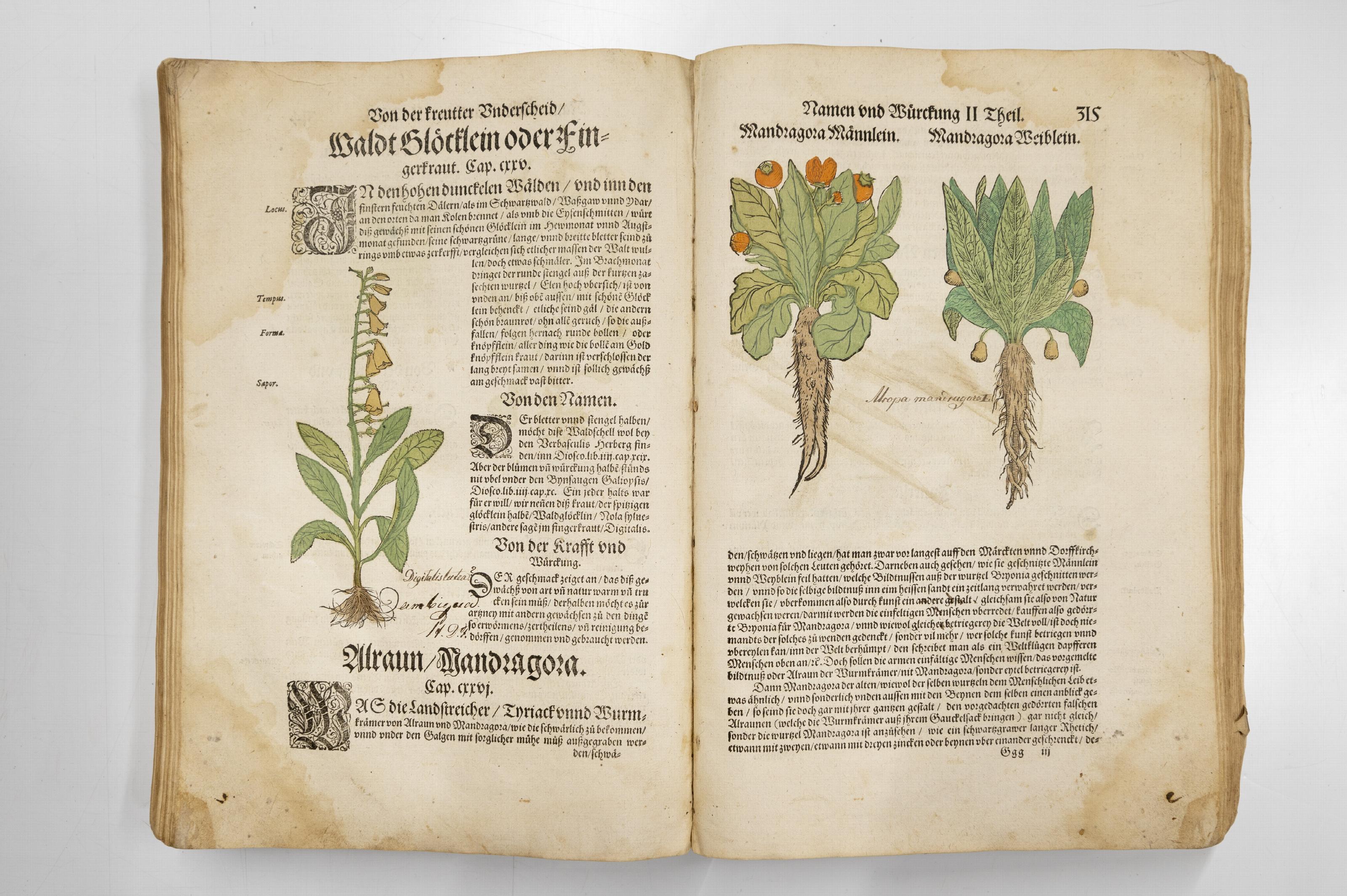 Twee pagina's uit het Kreuterbuch van Bock (1546). Alruin en vingerhoed.