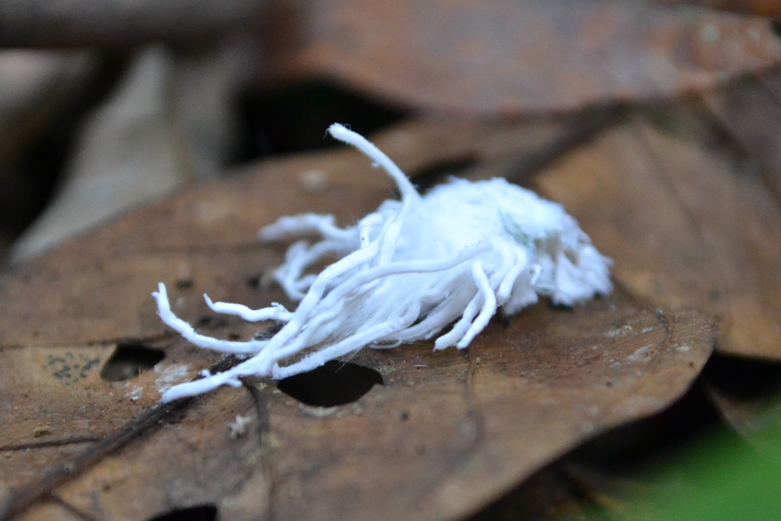 Een larve van de ‘leaf-hopper’. Foto: Maarten Lubbers