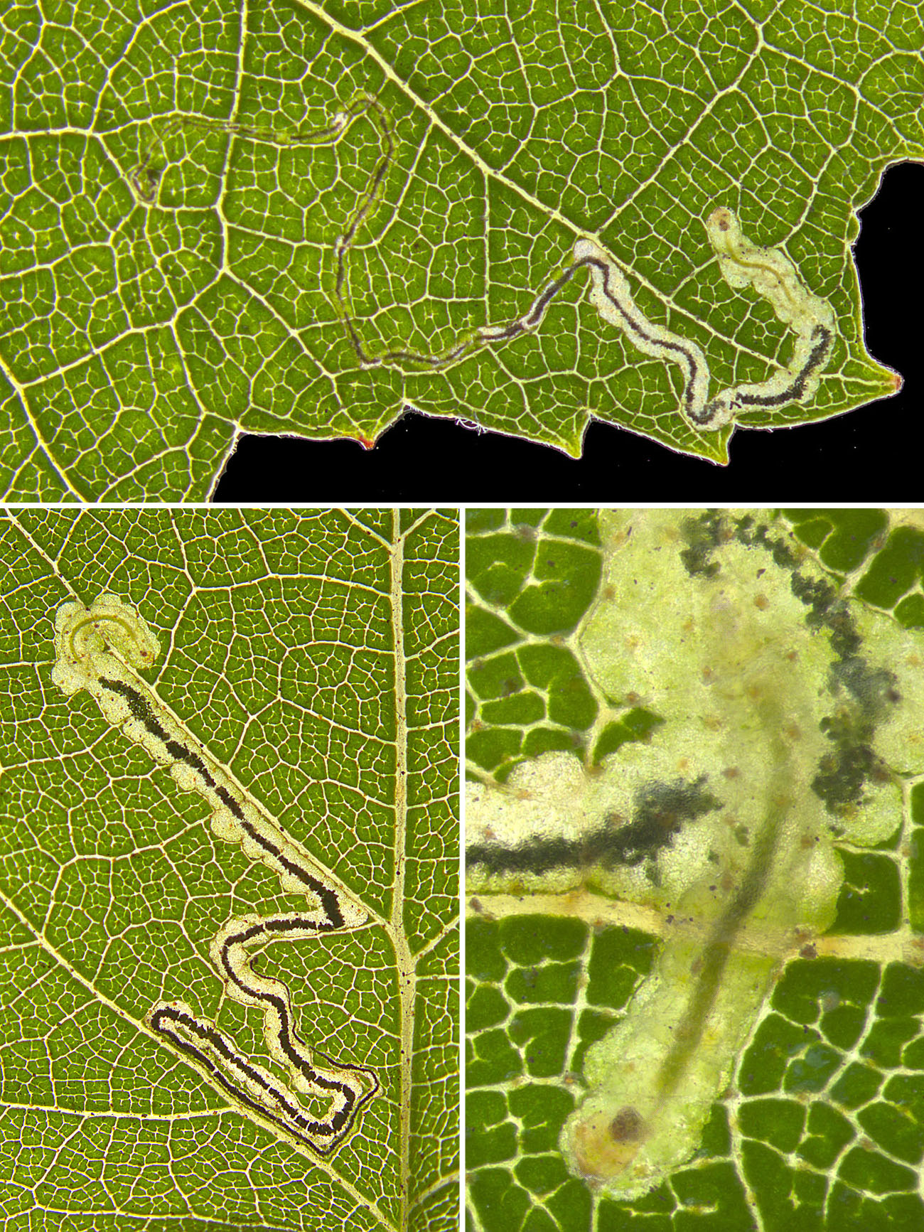 Bladmijnen en rups zuidelijke berkenmineermot, Wekerom (GE) & De Gorp (NB) (Bron: Erik van Nieukerken)