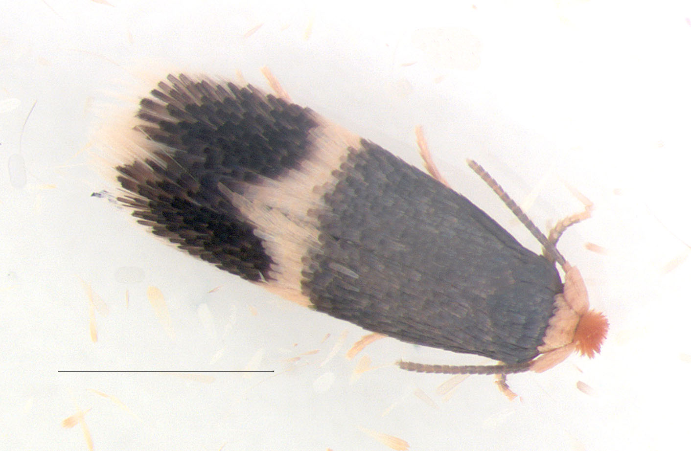 Mannetje zuidelijke berkenmineermot Wekerom, uitgekomen 4 oktober (Bron: Erik van Nieukerken)