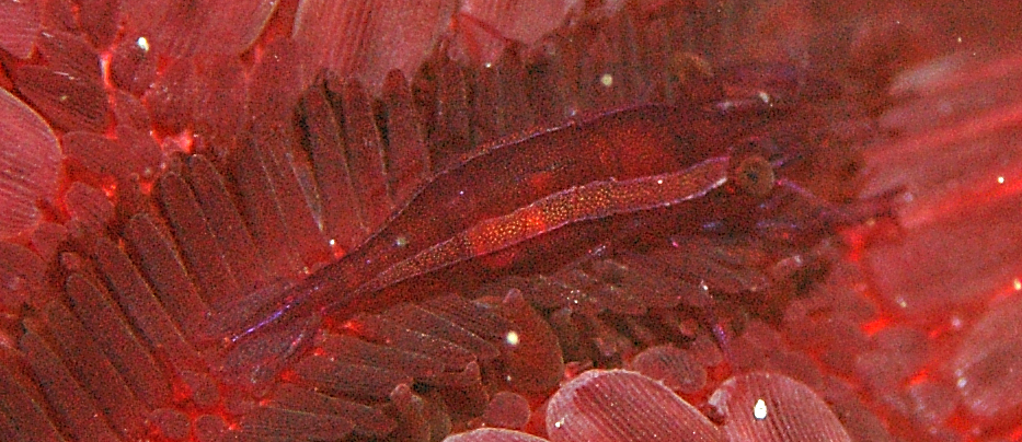 Periclimenes mclaughlinae