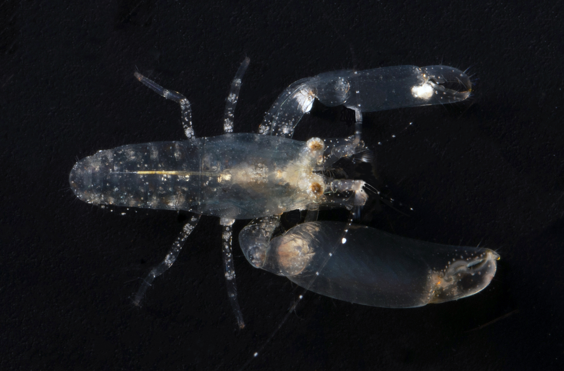 Periclimenaeus cloacola