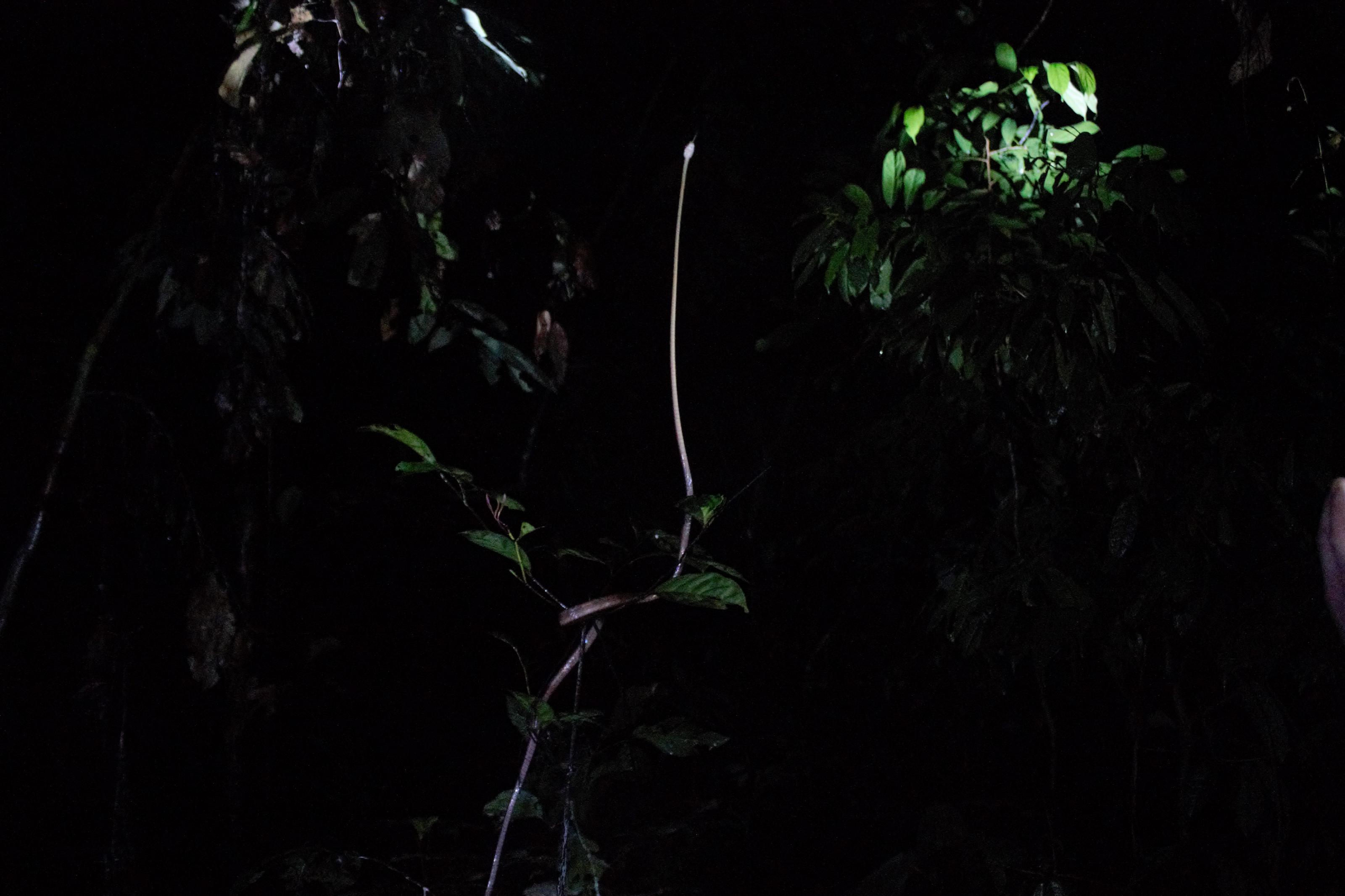 Slang gevonden na een tropische regenbui Foto Amy Montanje