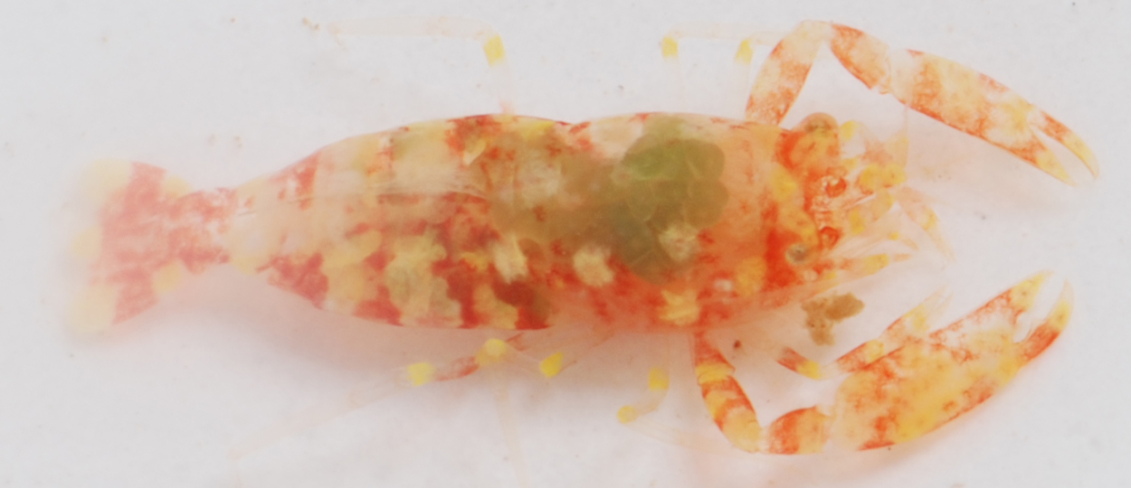 Dactylonia holthuisi