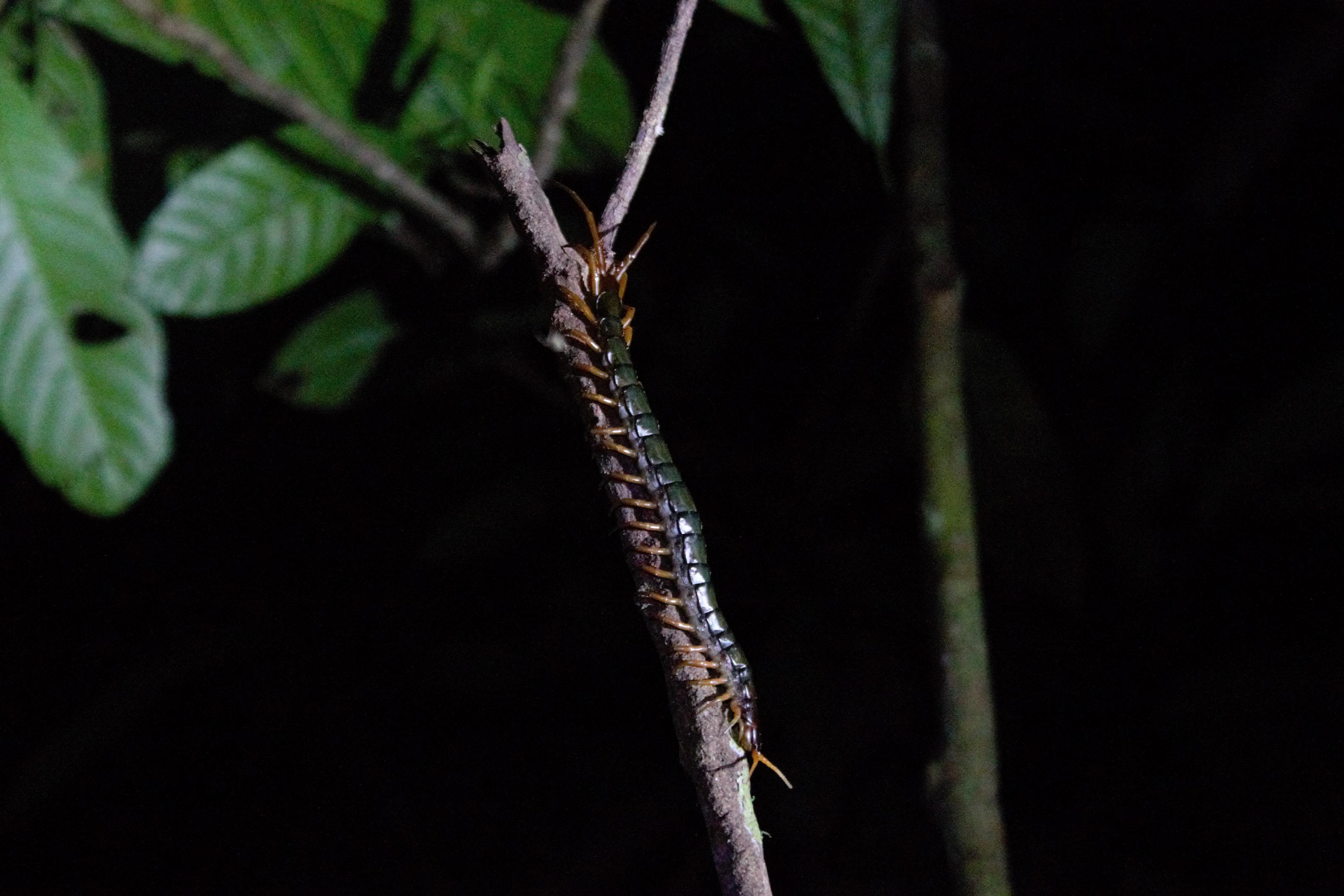 Zeer giftige duizendpoot.