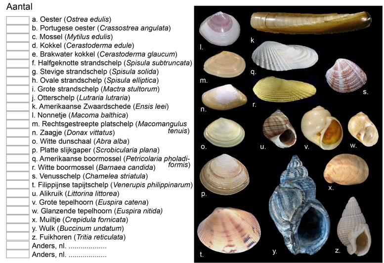 Zoekkaart schelpenteldag