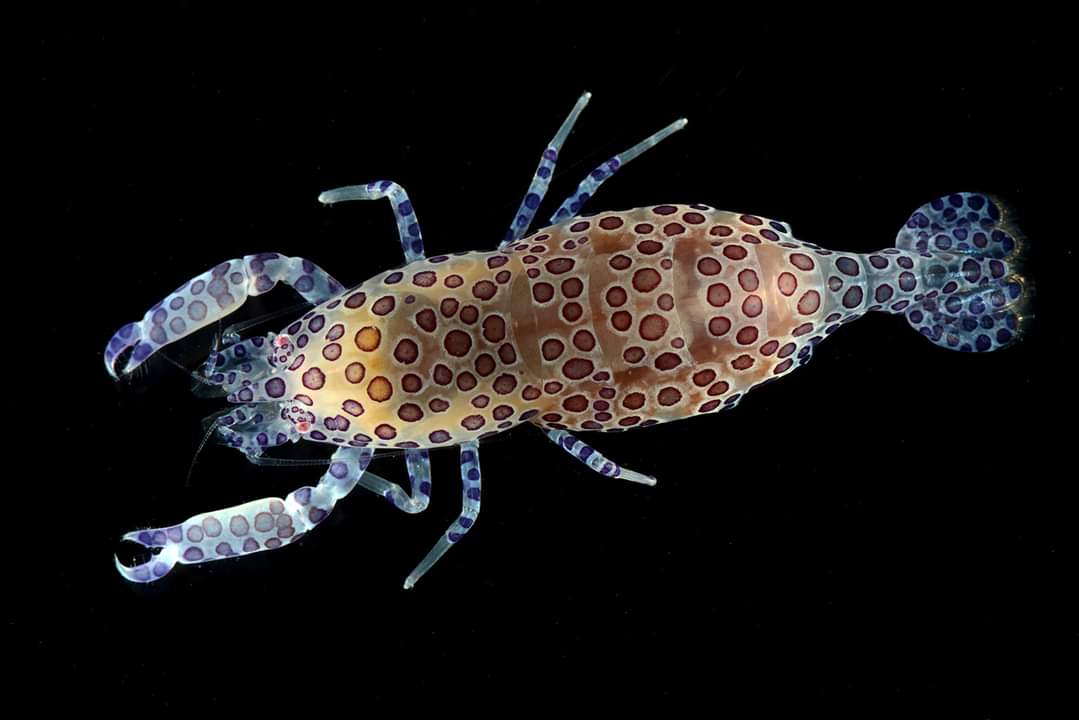 Neoanchistus nasalis 