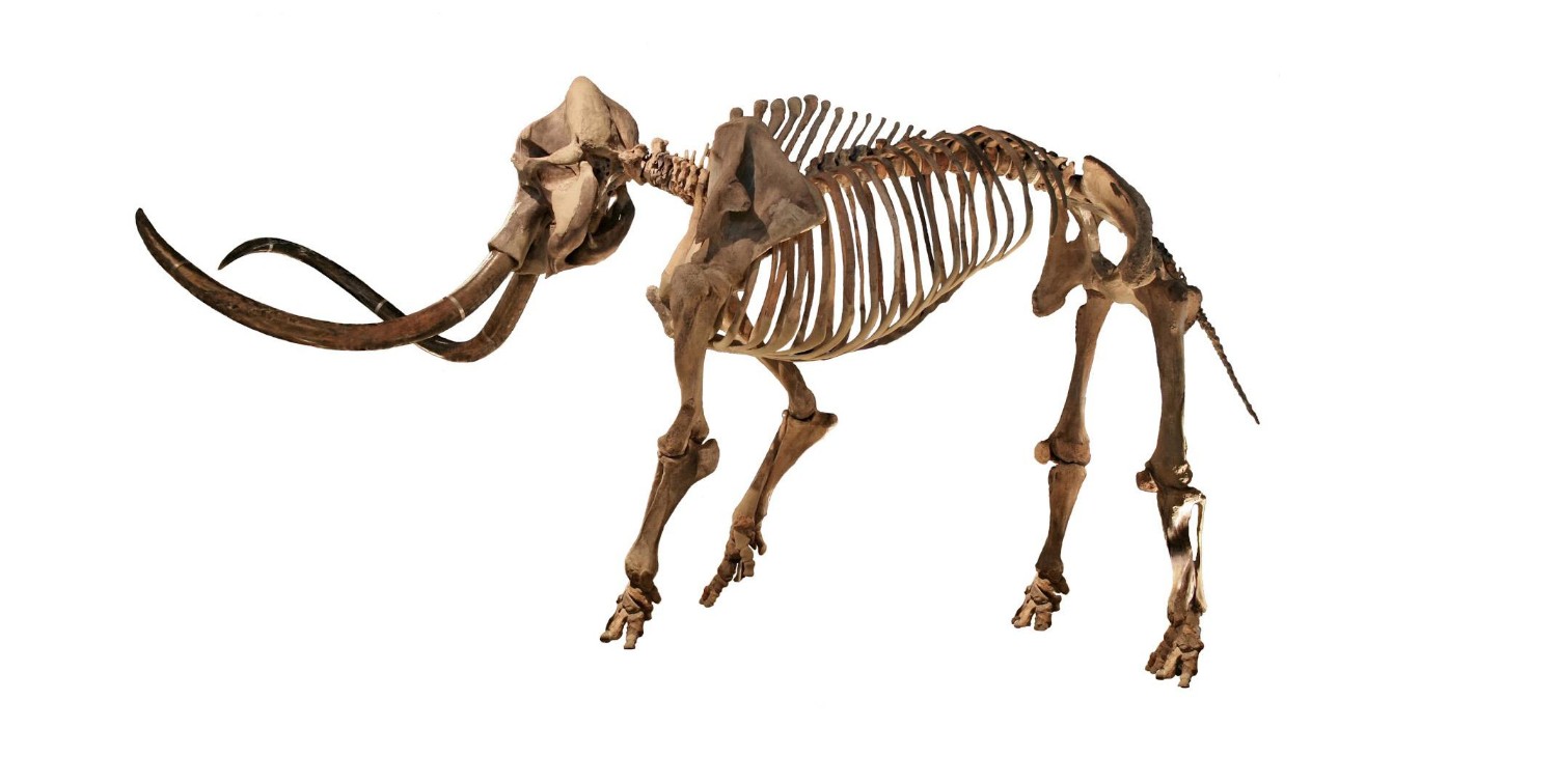 Mammoetskelet