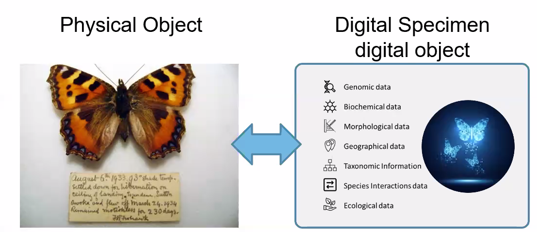 Physical object and degital specimen