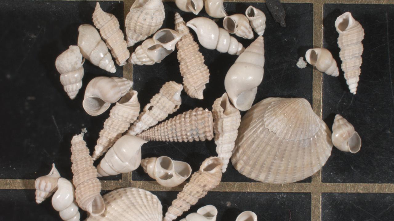 schelpjes onder de microscoop