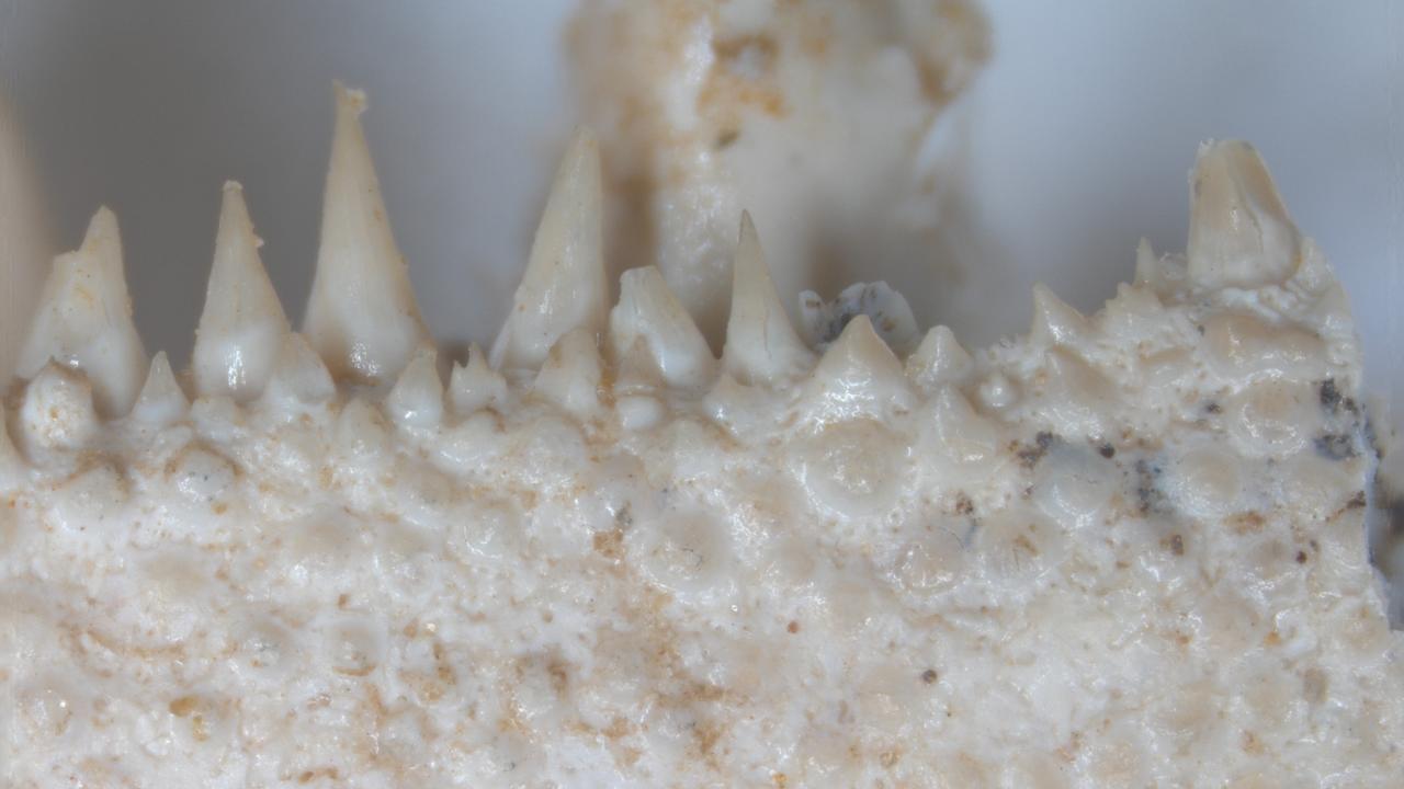 Teeth of a fossil fish