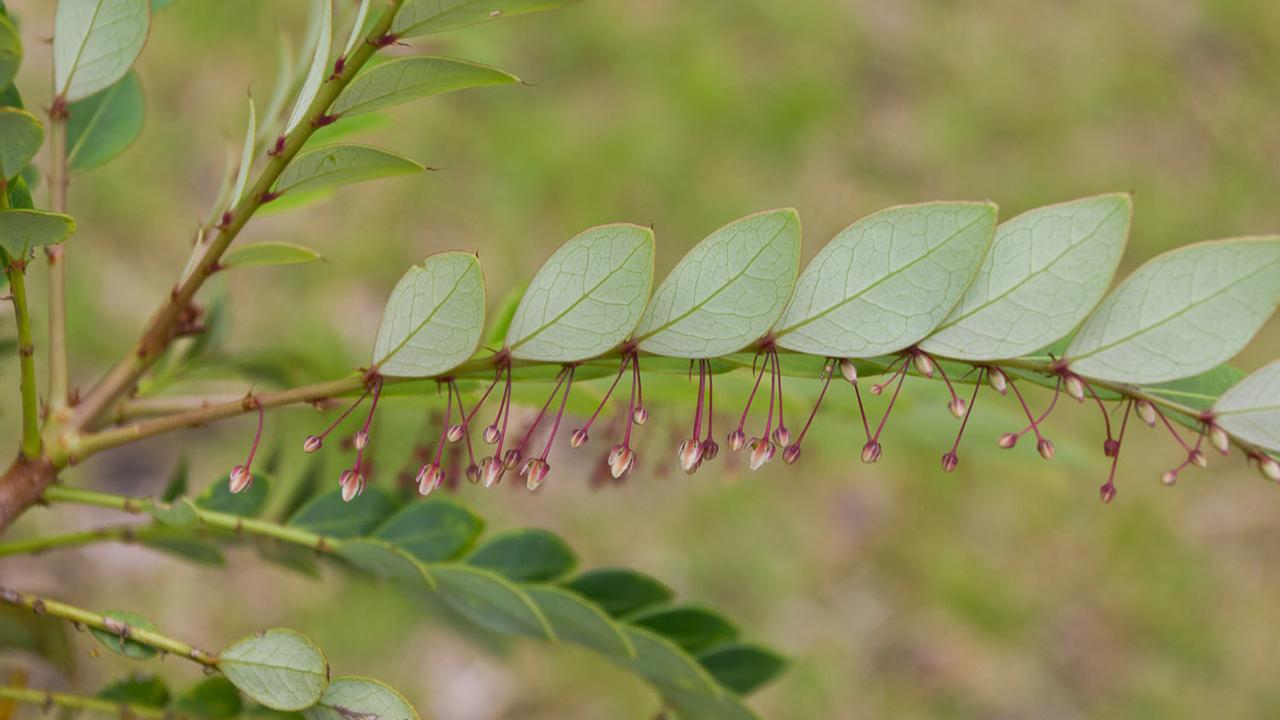 Phyllanthus_rufuschaneyi-male