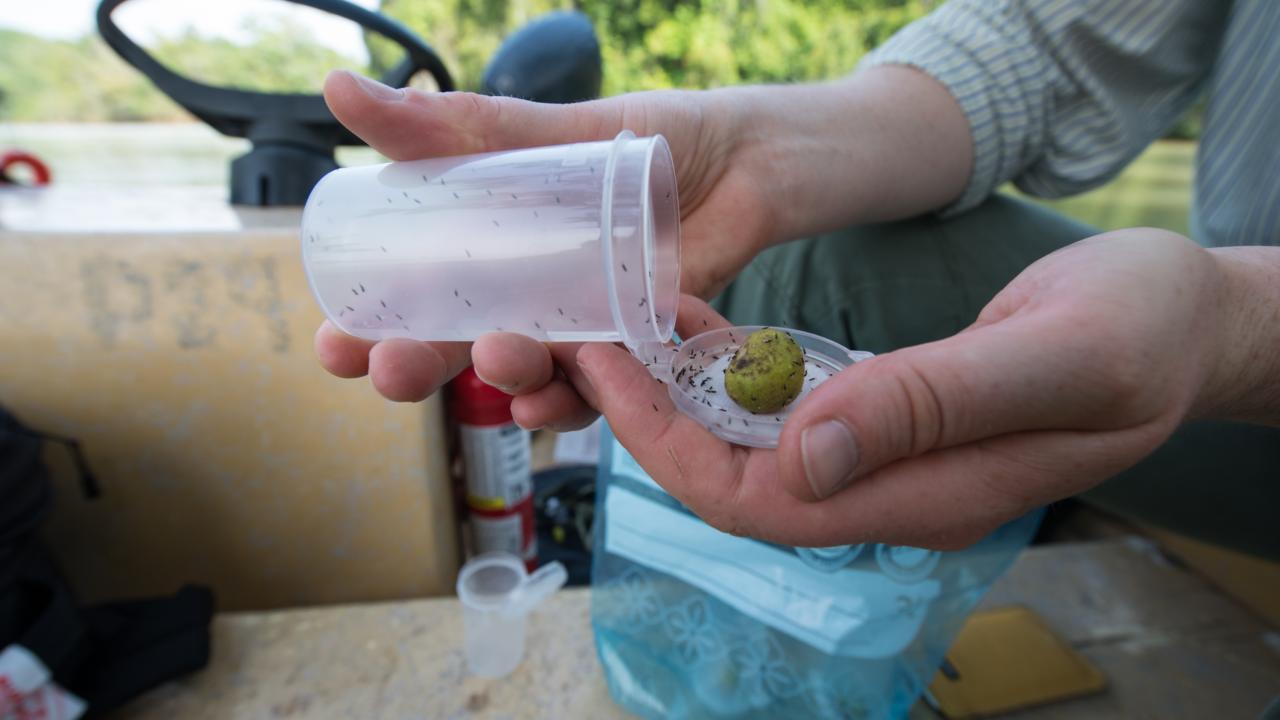 Een vijgensyconium en vijgenwespen die eruit zijn voortgekomen