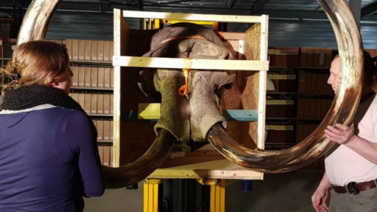 Slagtanden mammoetskelet Naturalis