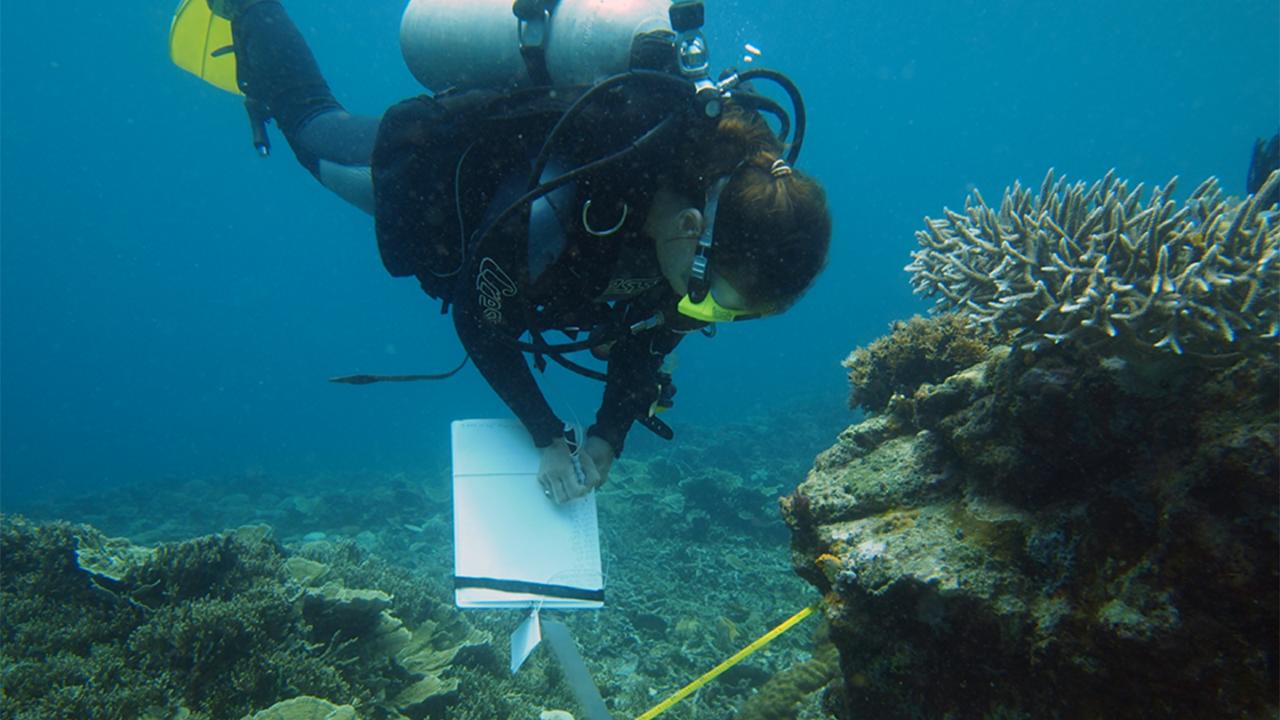 Nicole de Voogd duikt