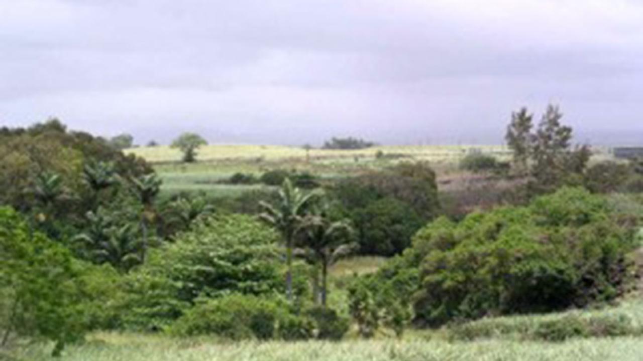 De dodo opgraaf-site