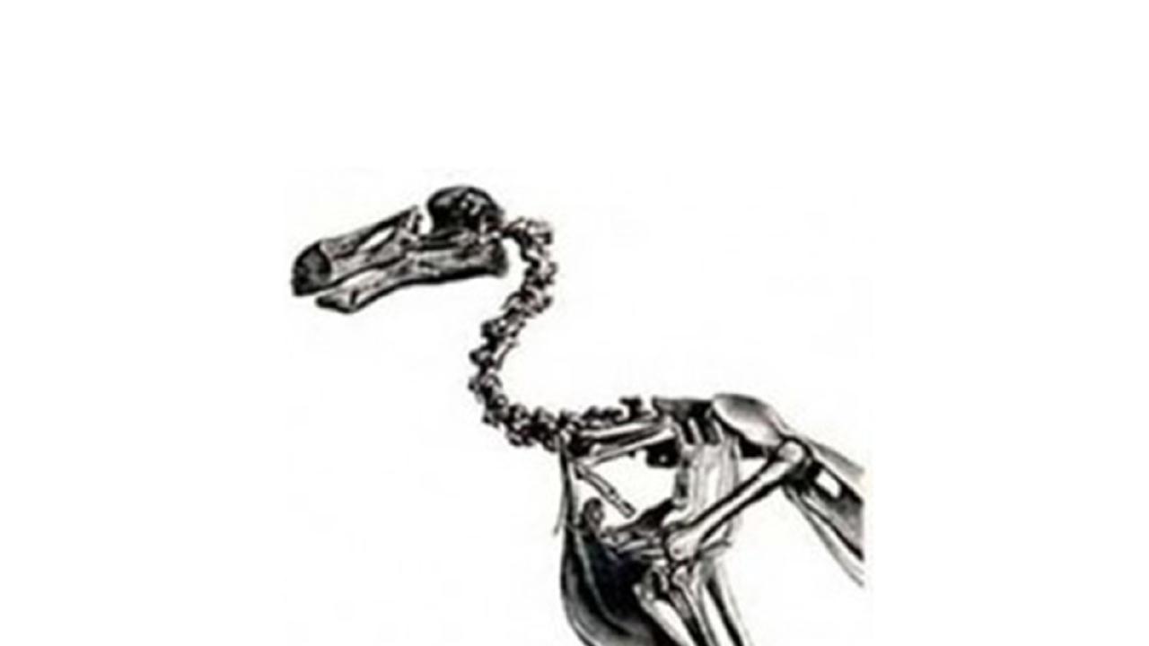 Reconstructie van dodo-botten