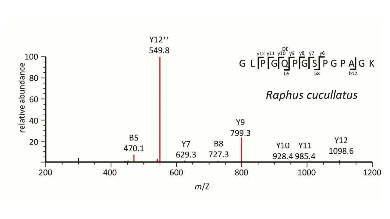 Mass spectrum of fossil dodo bone
