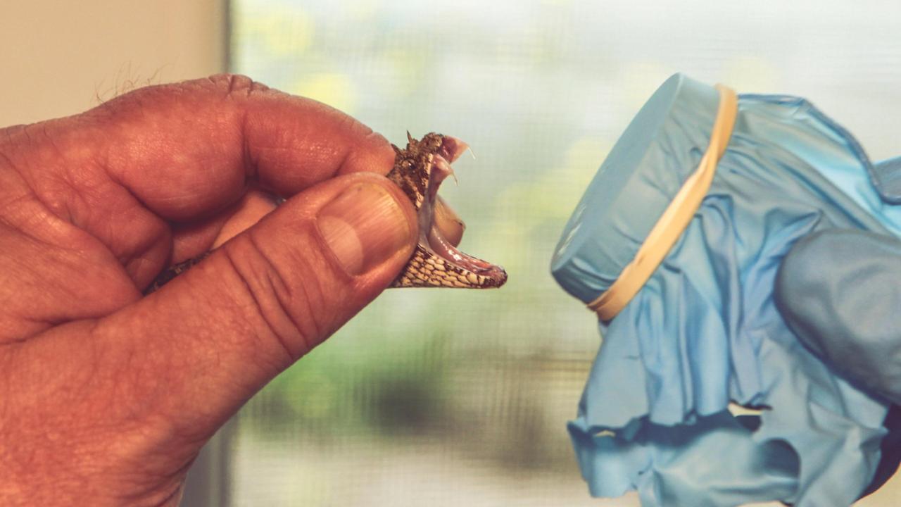 Milking an African puff adder 