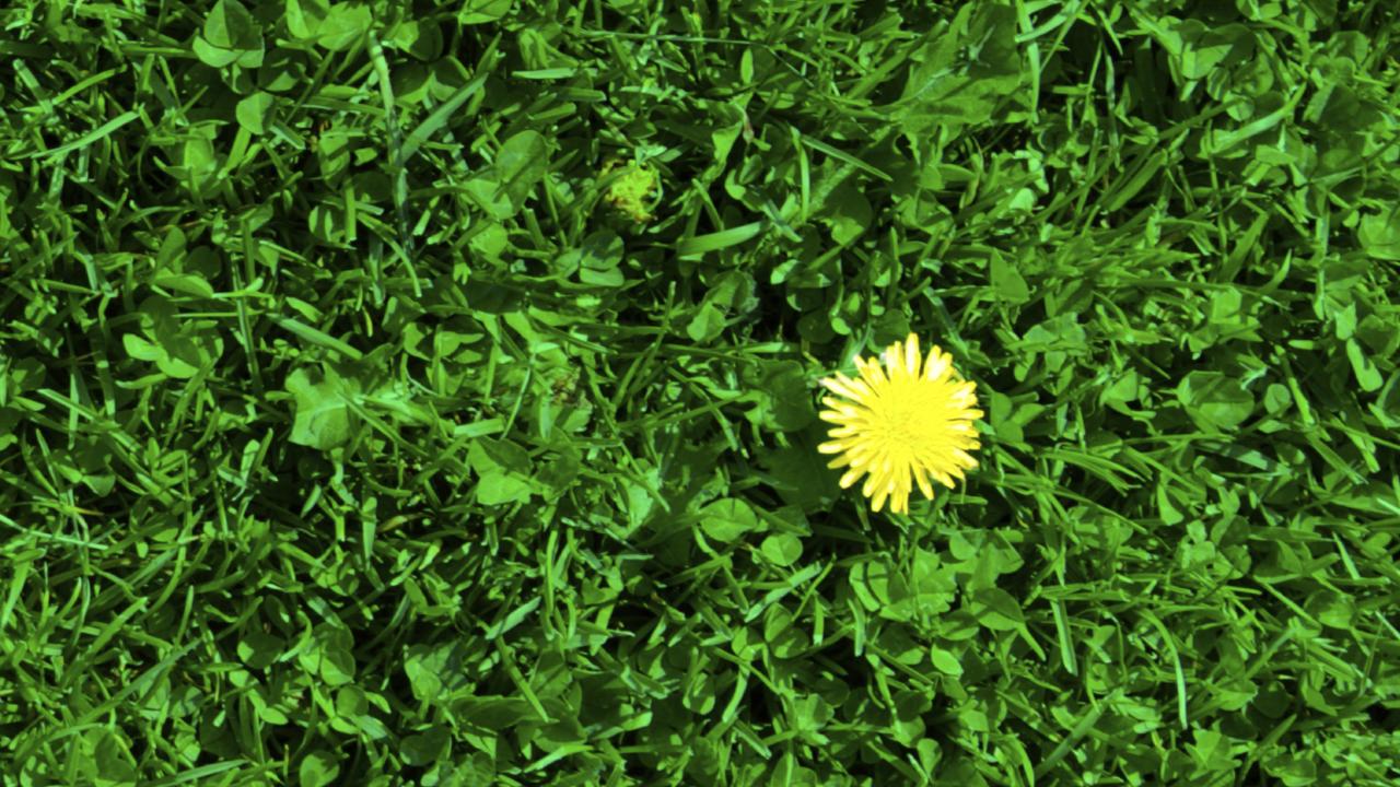 Gras met paardenbloem