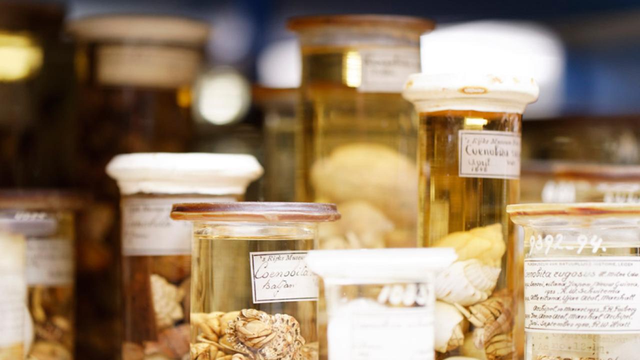 Alcoholcollectie Naturalis