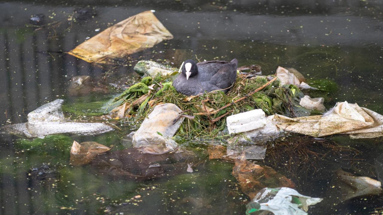 Meerkoetnest met plastic