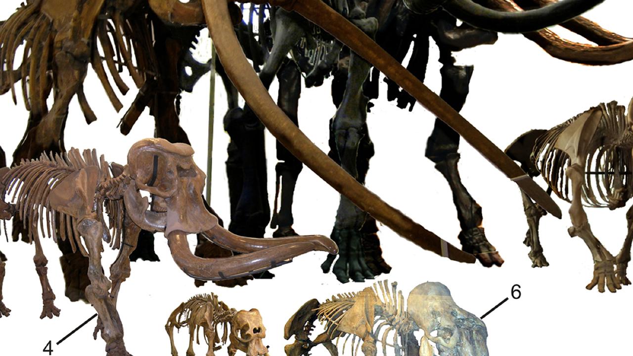 Dwarf elephants with their mainland ancestors