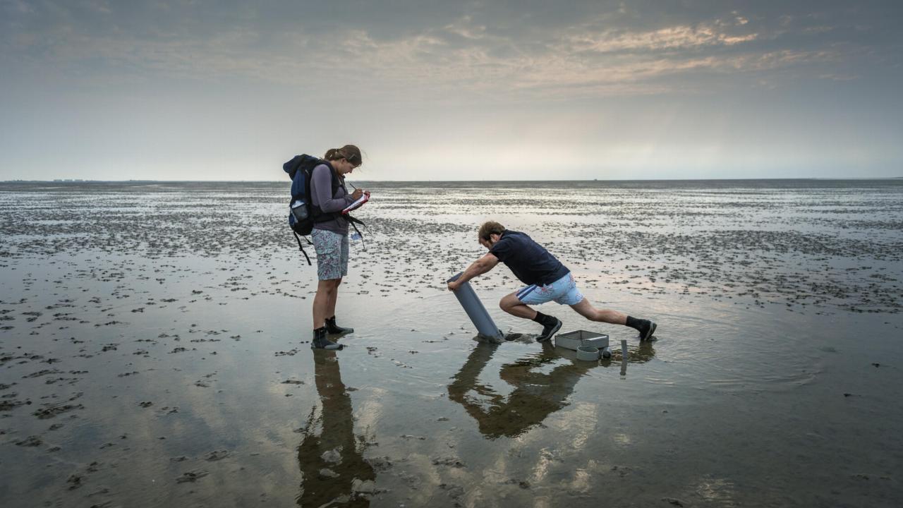 NIOZ Waddenzee