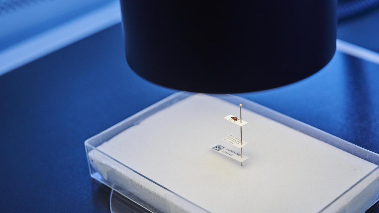 Binoculair met kever