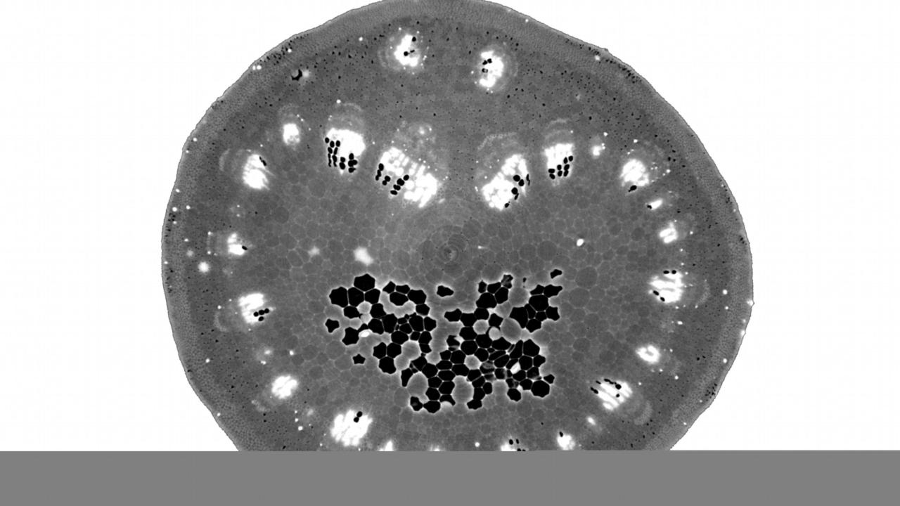 grapevine petiole under X-ray