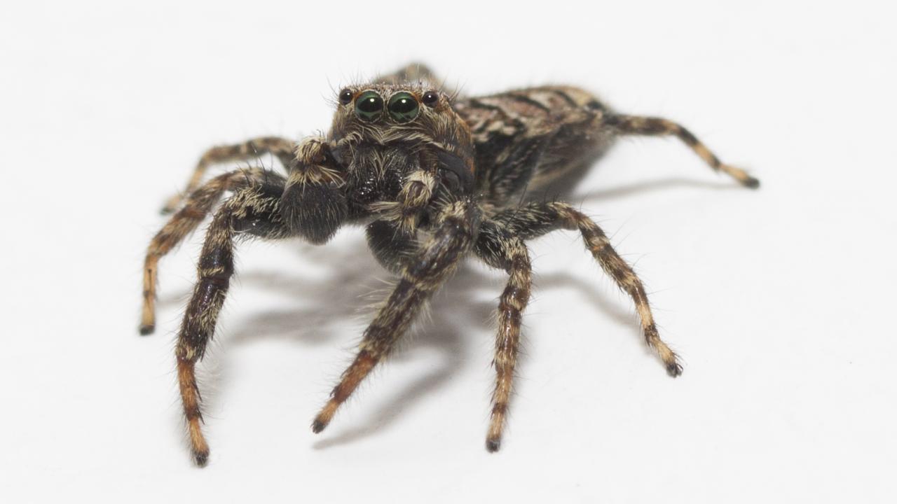 Jumping spider