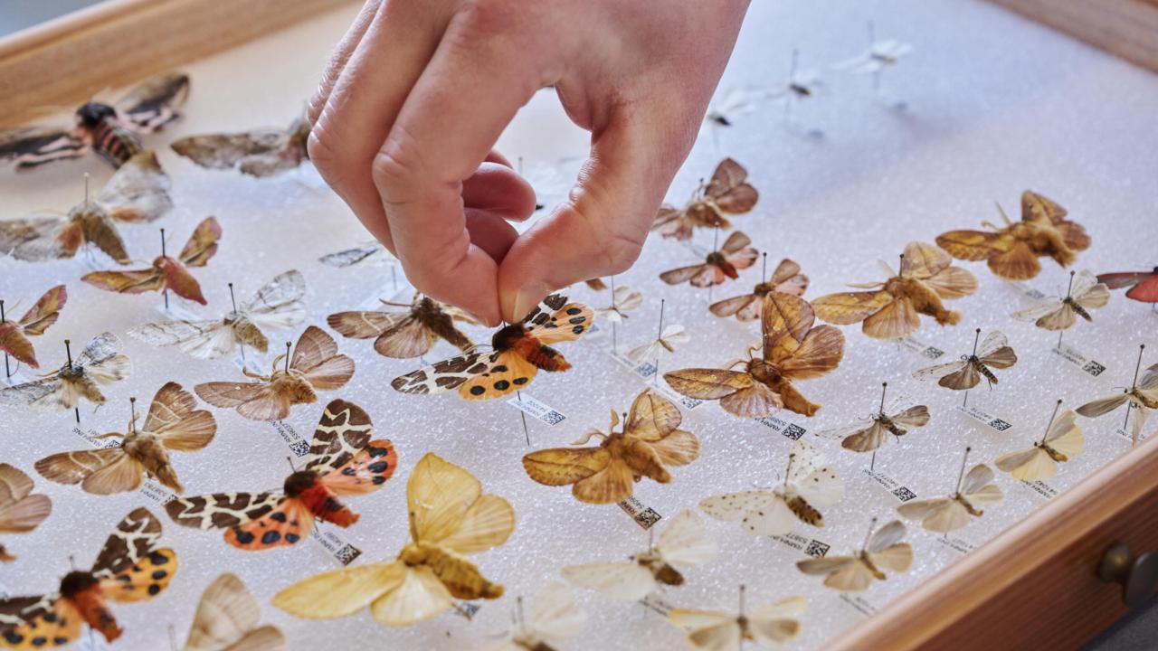 Butterflies and moths