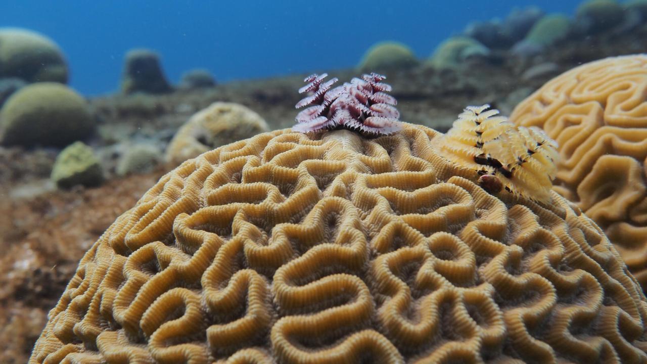 Spirobranchus giganteus on Pseudodiploria strigosa at Curaçao, (soorten moeten cursief)