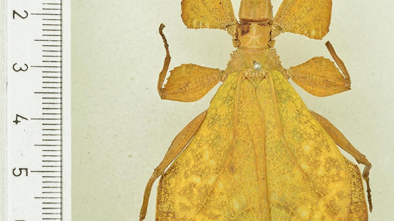 Nanophyllium daphne Cumming et al., 2020, female holotype