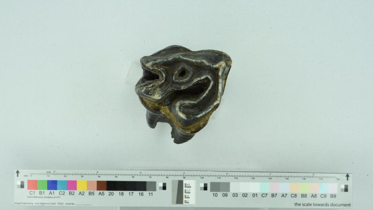 Molar of a woolly rhino