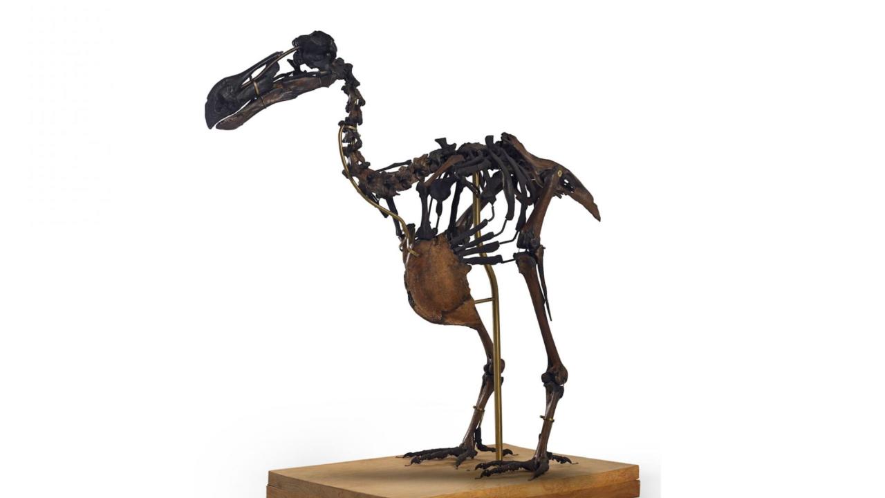 Skeleton of a Dodo