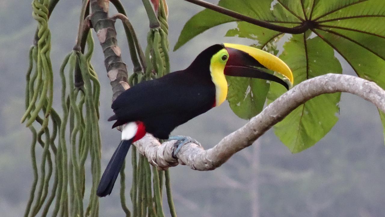 Sorry! Afbeelding niet beschikbaar.