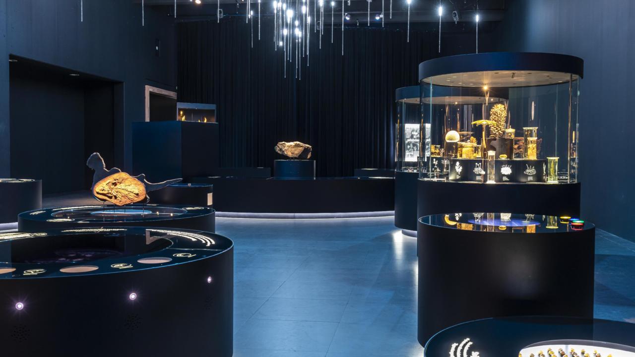 Tentoonstelling Evolutie zonder publiek