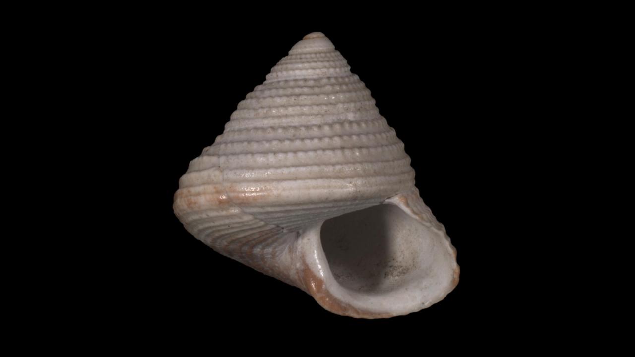 Calliostoma multigranus