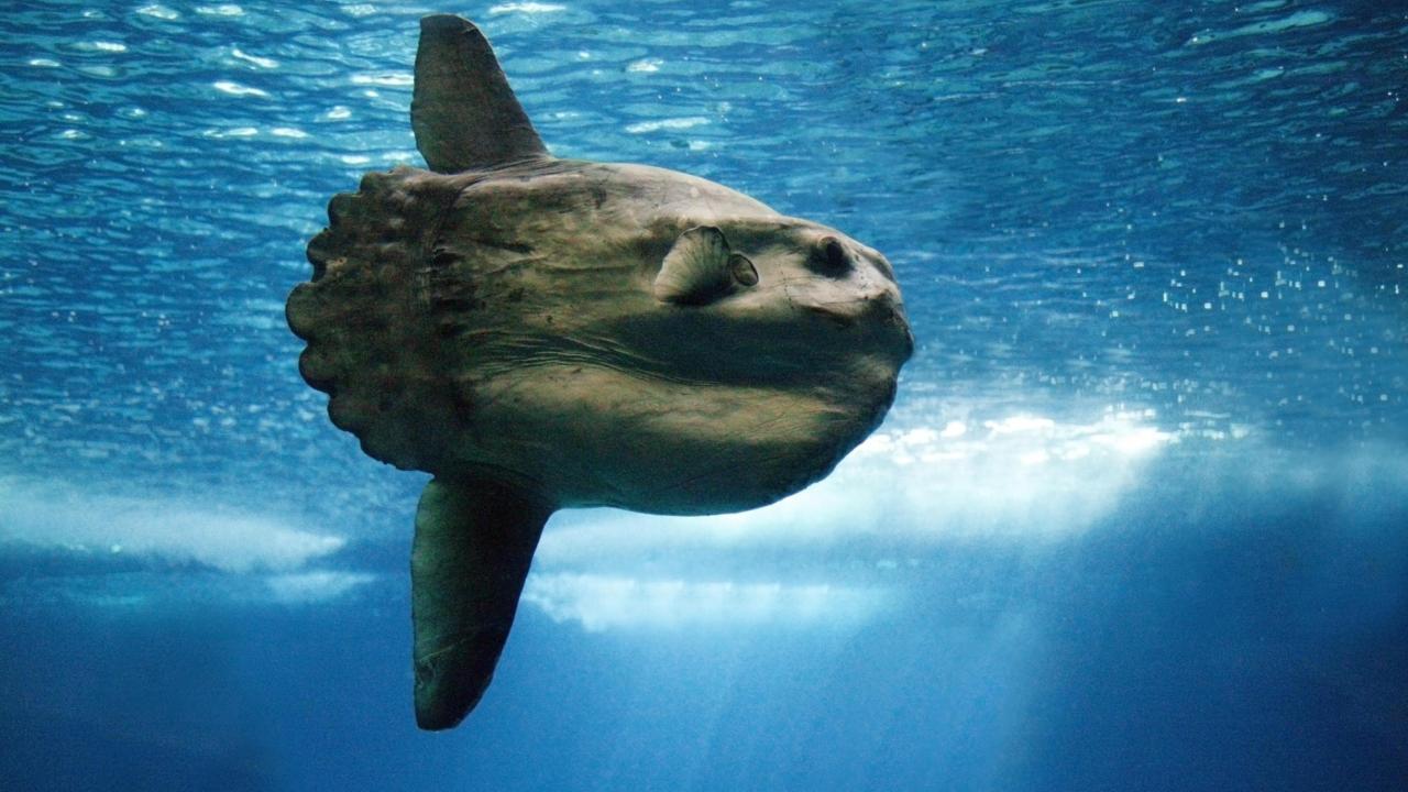 Mola mola in de zee