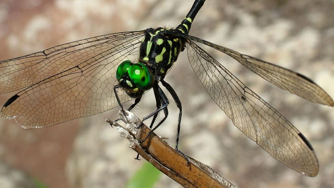 Huonia cf epinephela