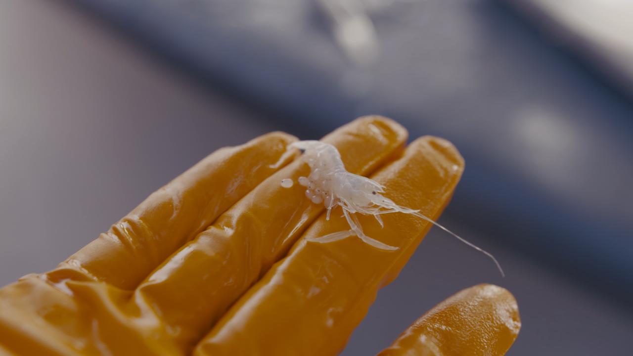 a white shrimp on an orange glove