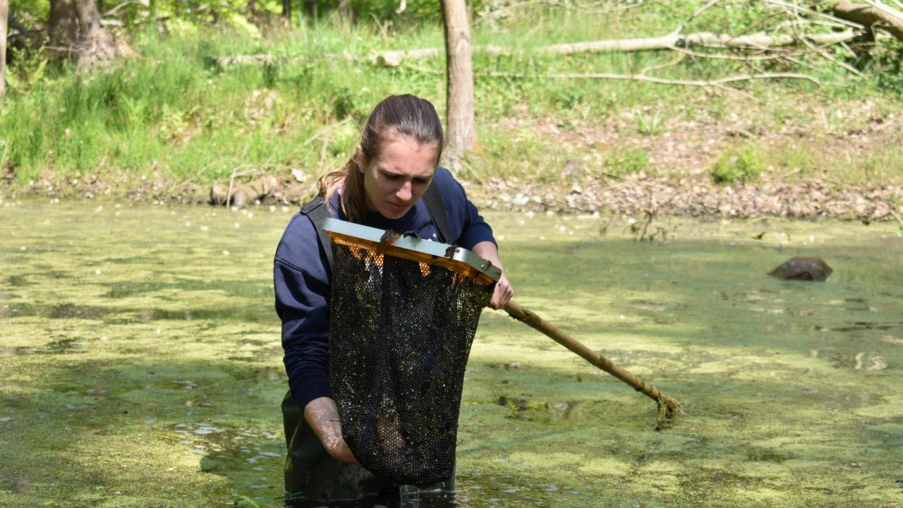 Biologiestudente Jody is met waadpak en schepnet op zoek naar alpenwatersalamanders in Nederlandse wateren. Foto door Nienke Prins.