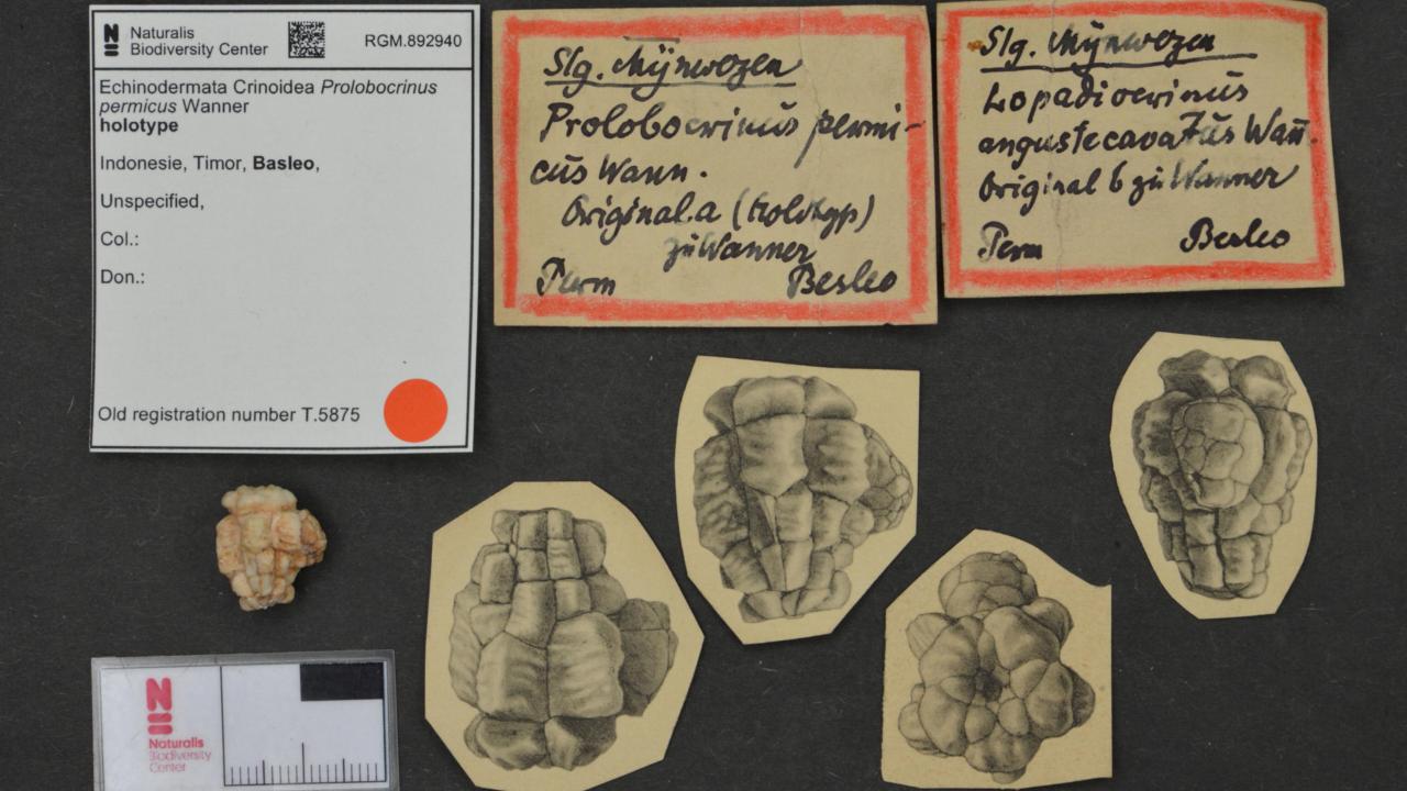 Type specimen of a piece of sea urchin