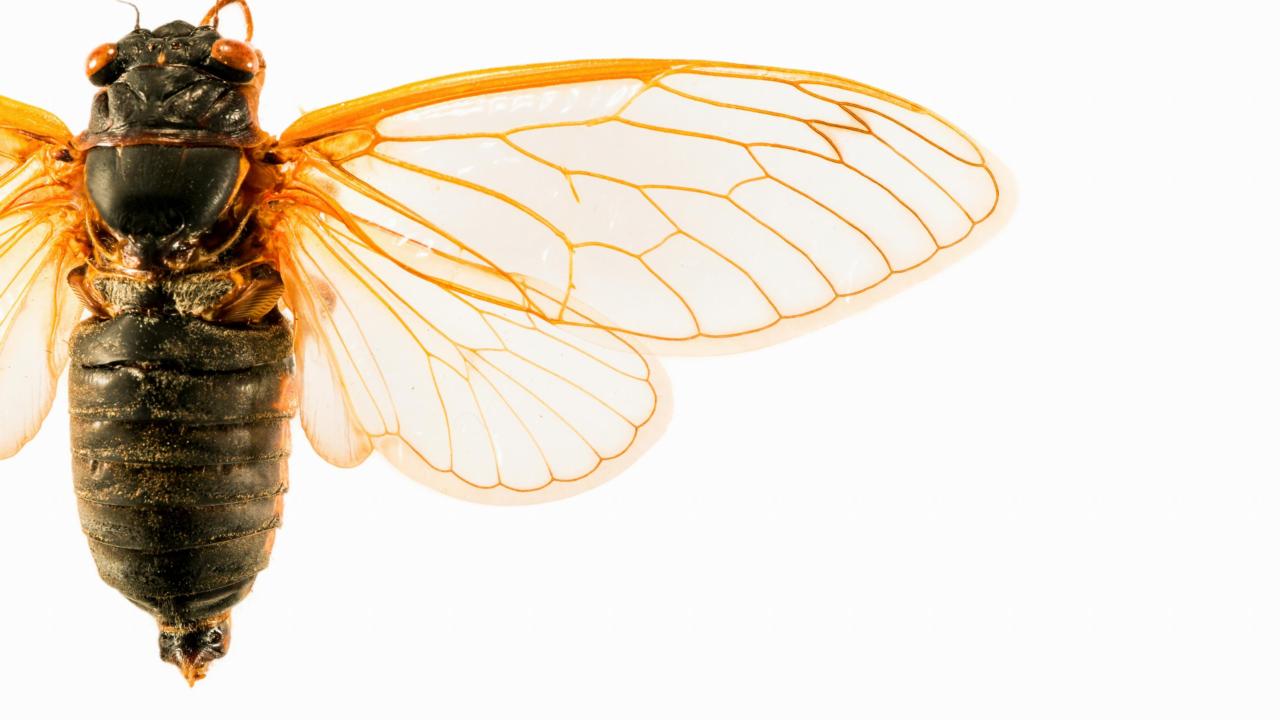 Detail van een cicade