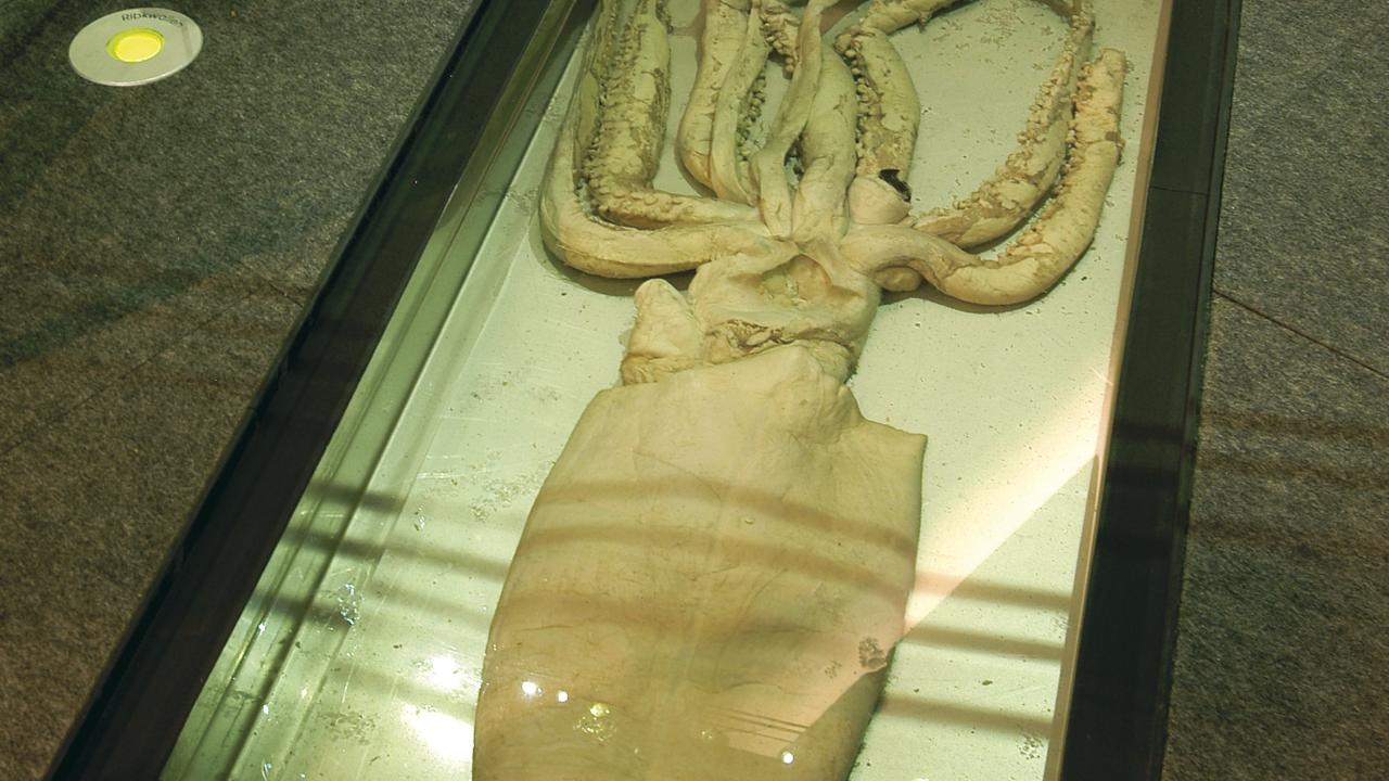 Giant squid